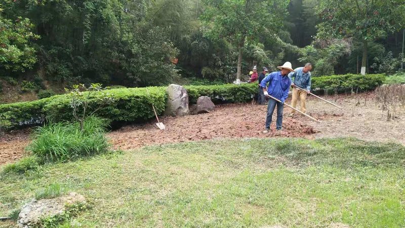 深圳大型绿植租赁公司：如何选择优质合作伙伴**