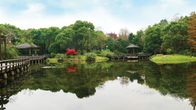 苗木种植：从选址到养护，全方位解析种植方法和步骤**