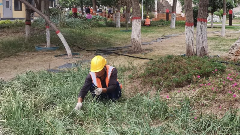 植物墙加盟代理：政策解析与市场洞察